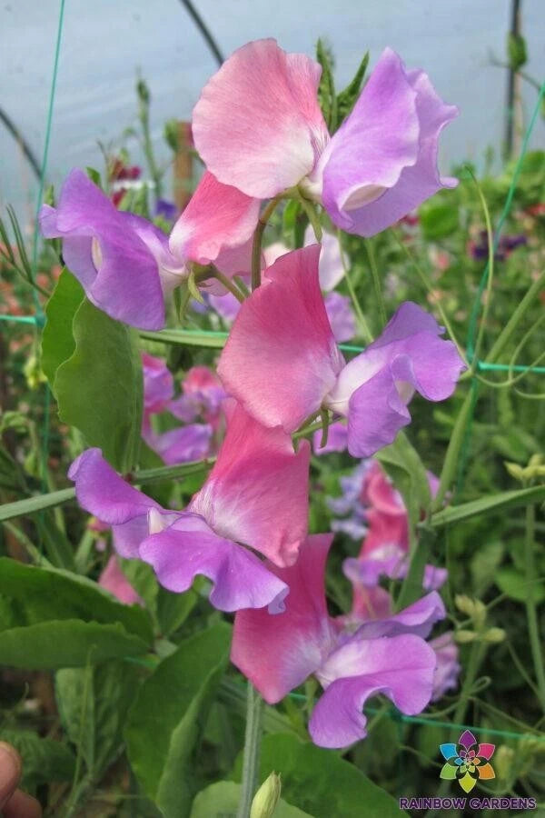 Ella Mountbatten Sweet Pea Seeds - 50+ Pack - Heirloom Variety - Lathyrus odoratus - USA Grown, Free Shipping