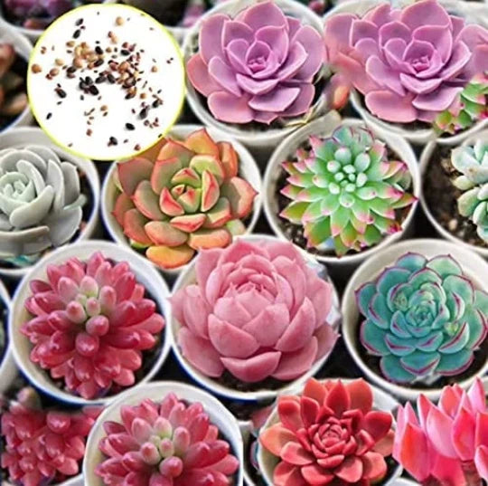 succulent cactus seeds Hens and Chicks Cactus Succulent Seeds - 30 Pack - Easy to Grow