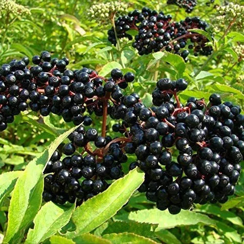 Black Elderberry Seeds, 50 Count - Sambucus nigra, Organic Elder Tree Berry for Planting and Gardening