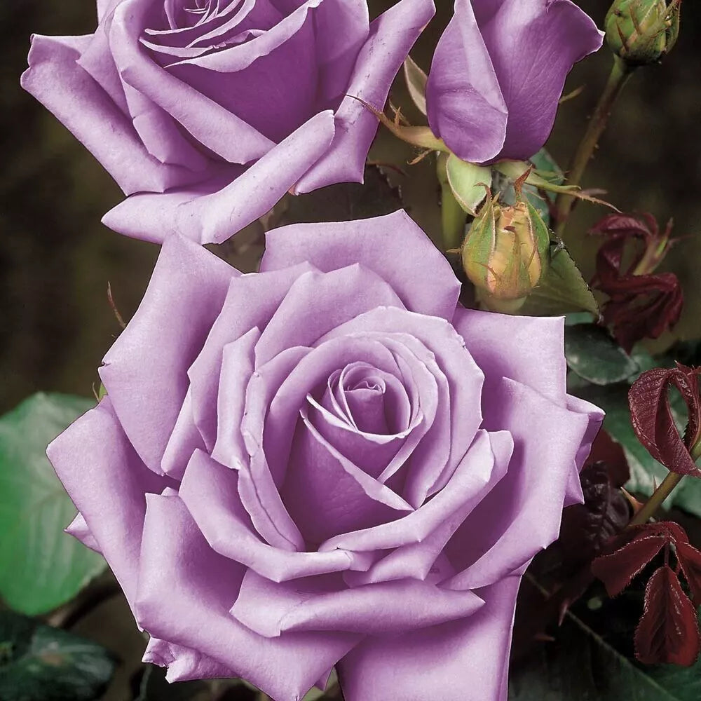 Blue Girl Rose Bush Cuttings - 3 Unrooted 6" Live Lavender-Blue Flower Plants (Rosa) - Award-Winning Shrub