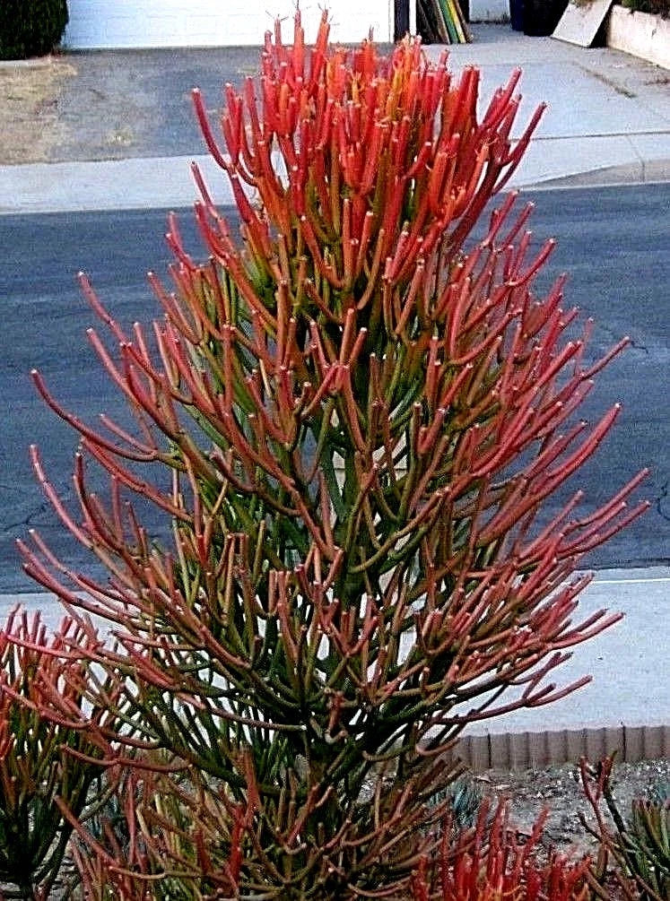 Fire Sticks Cuttings - Euphorbia Tirucalli Pencil Cactus Succulent