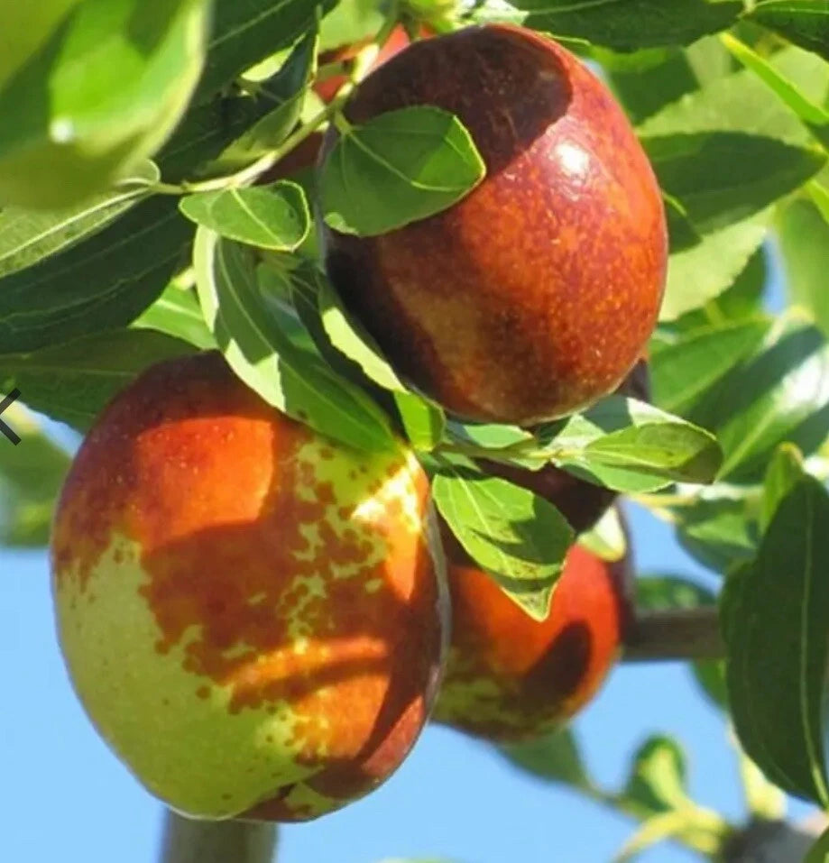Sugar Cane Jujube Fruit Live Tree 4-5 Feet Bare Root - Ziziphus jujuba ...