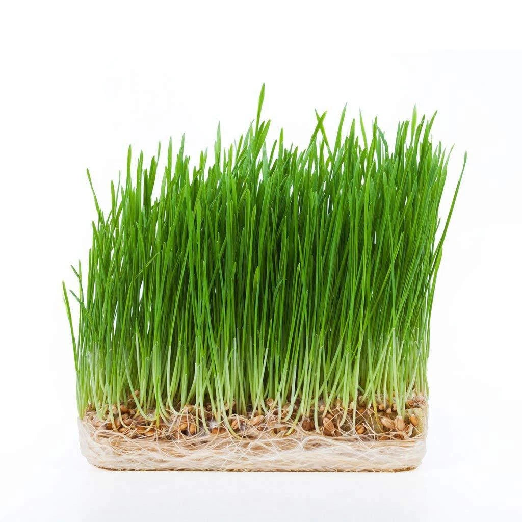 5 Gallon Bucket Hydro Wheatgrass Seeds - Certified Organic, 1 LB - Triticum aestivum