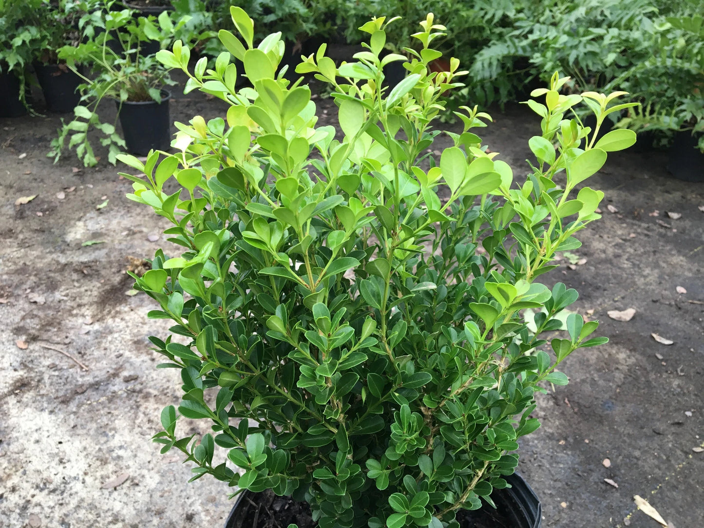 Japanese Boxwood Cuttings Set of 12 Unrooted Bush Hedge, Buxus microphylla, Ideal for Landscaping and Garden Design