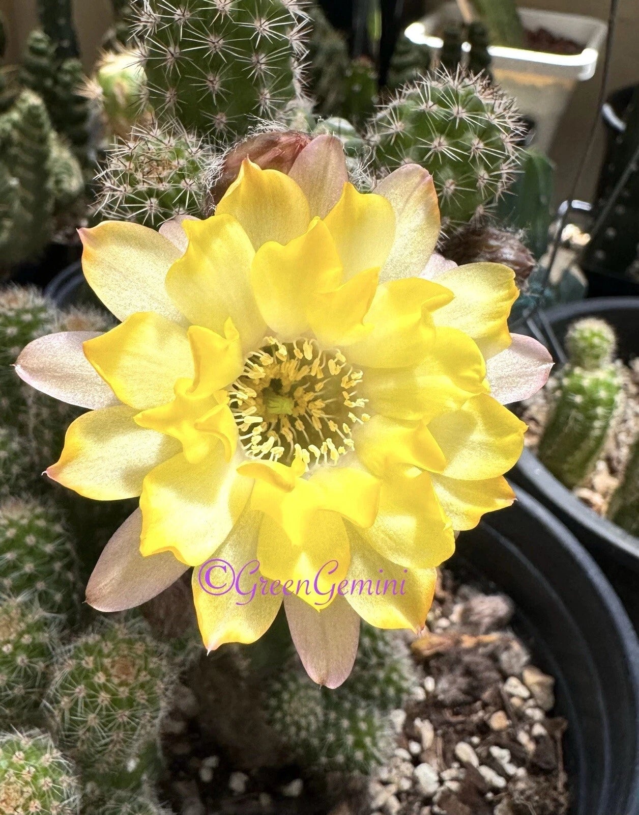 peanut succulent Peanut Cactus Plant - Lincoln Lemon Sorbet - Chamaecereus European Hybrids