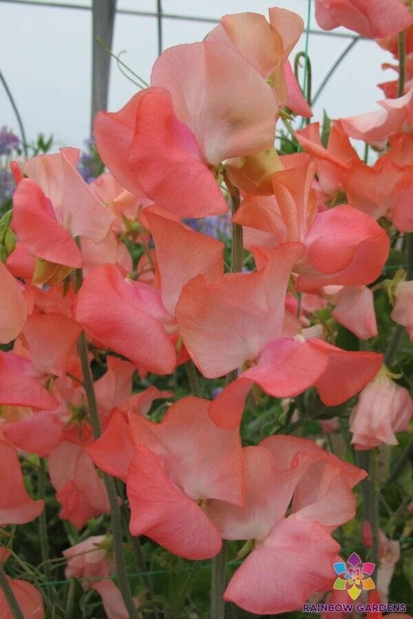 Candyfloss Sweet Pea Seeds - 50+ Pack - Lathyrus odoratus - Ideal for Garden Planting - USA