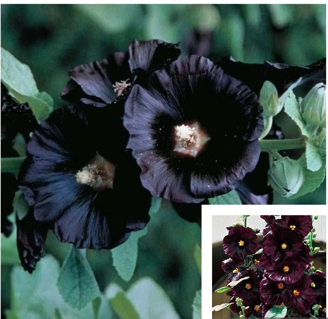 Black Hollyhock Flower Seeds - 25+ Seeds - Alcea rosea - Garden Flowers, Perennial Plants, Buy 2 Get 1 Free