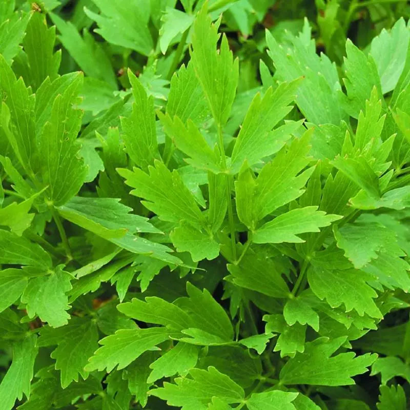 Lovage Seeds 200+ Heirloom Non-GMO Perennial Herb - Levisticum officinale - US Seller Free Shipping