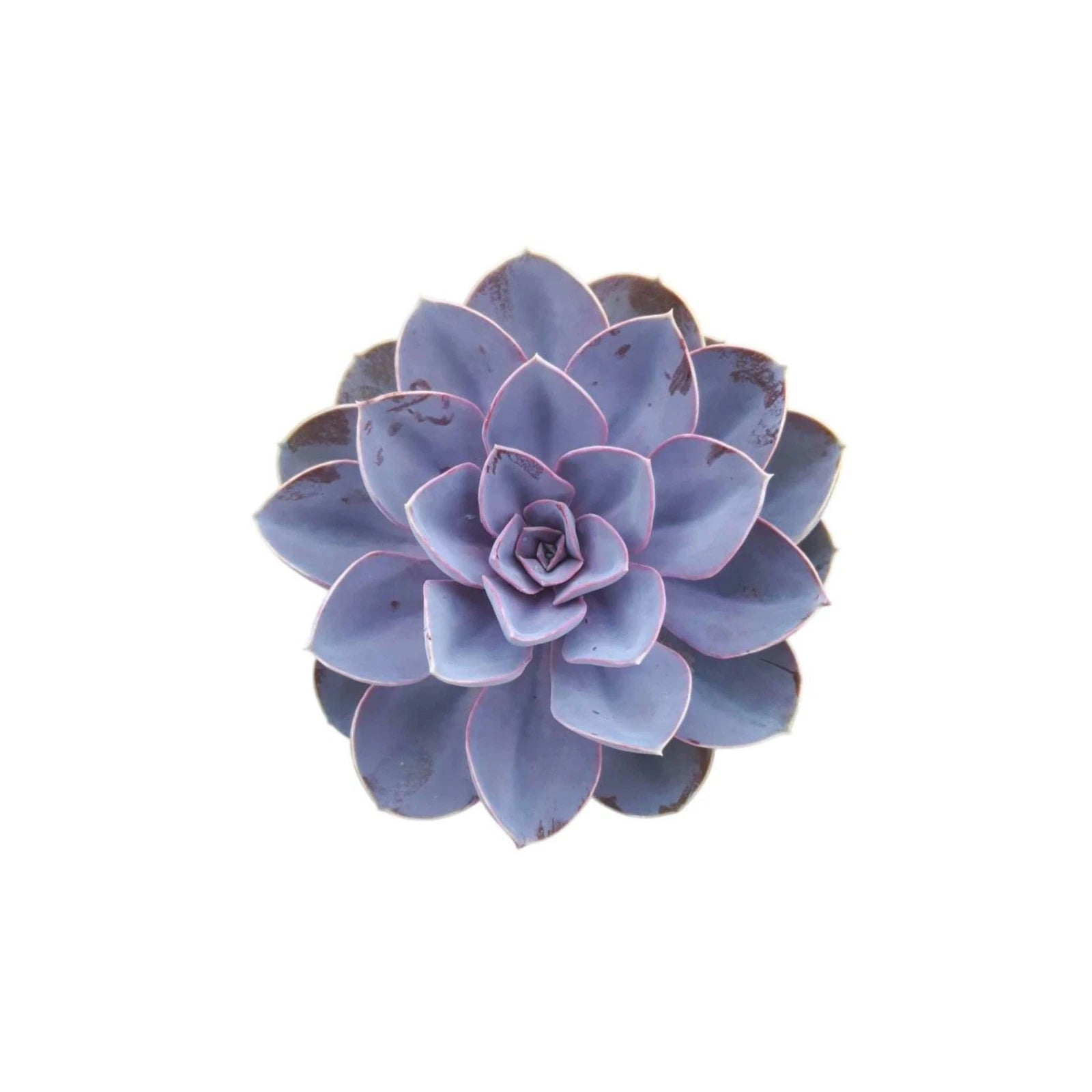 succulent purple pearl Echeveria Purple Pearl Rooted Starter Plant | Succulent | Colorful Variety