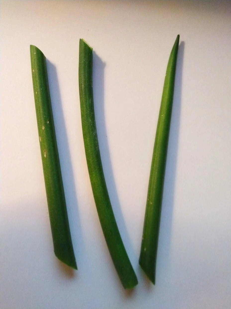fernwood snake plant propagation Fernwood Snake Plant Cuttings - 3 Unrooted Clippings