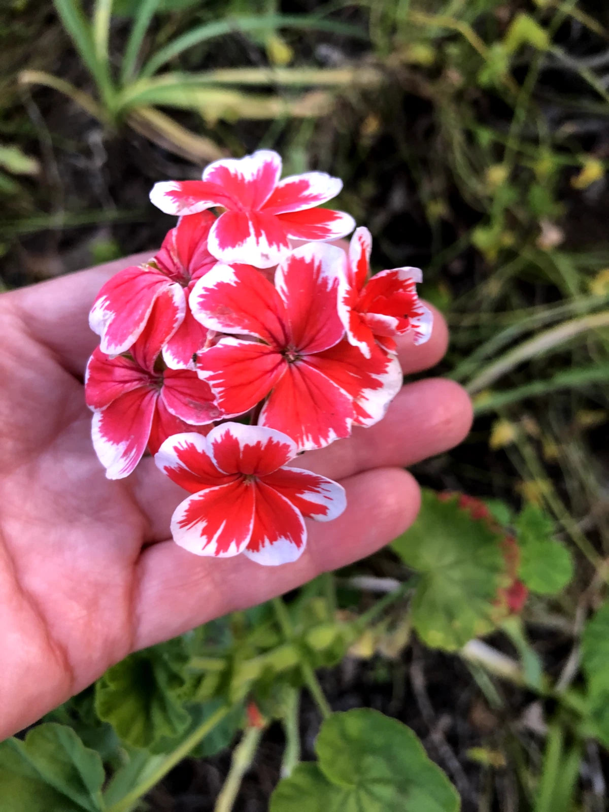 Rare Red & White Pelargonium Zonal Geranium 6" Starter Cutting - Fresh Live Plant