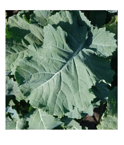 Kale Seeds - 1000 Count - Premier Compact Heirloom Variety - Cold Hardy - Brassica oleracea