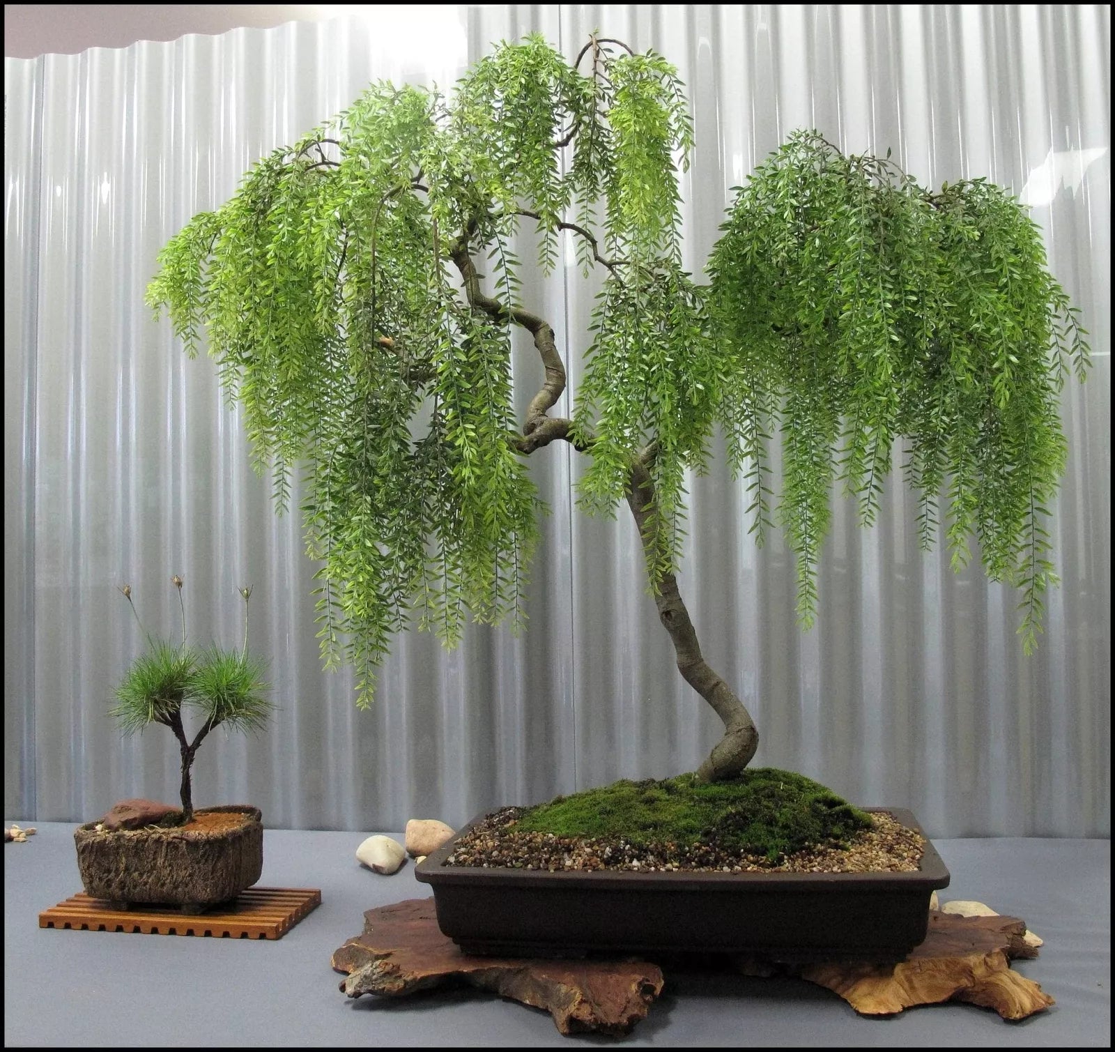 bonsai tree live plant Live Dwarf Australian Weeping Willow Bonsai Tree