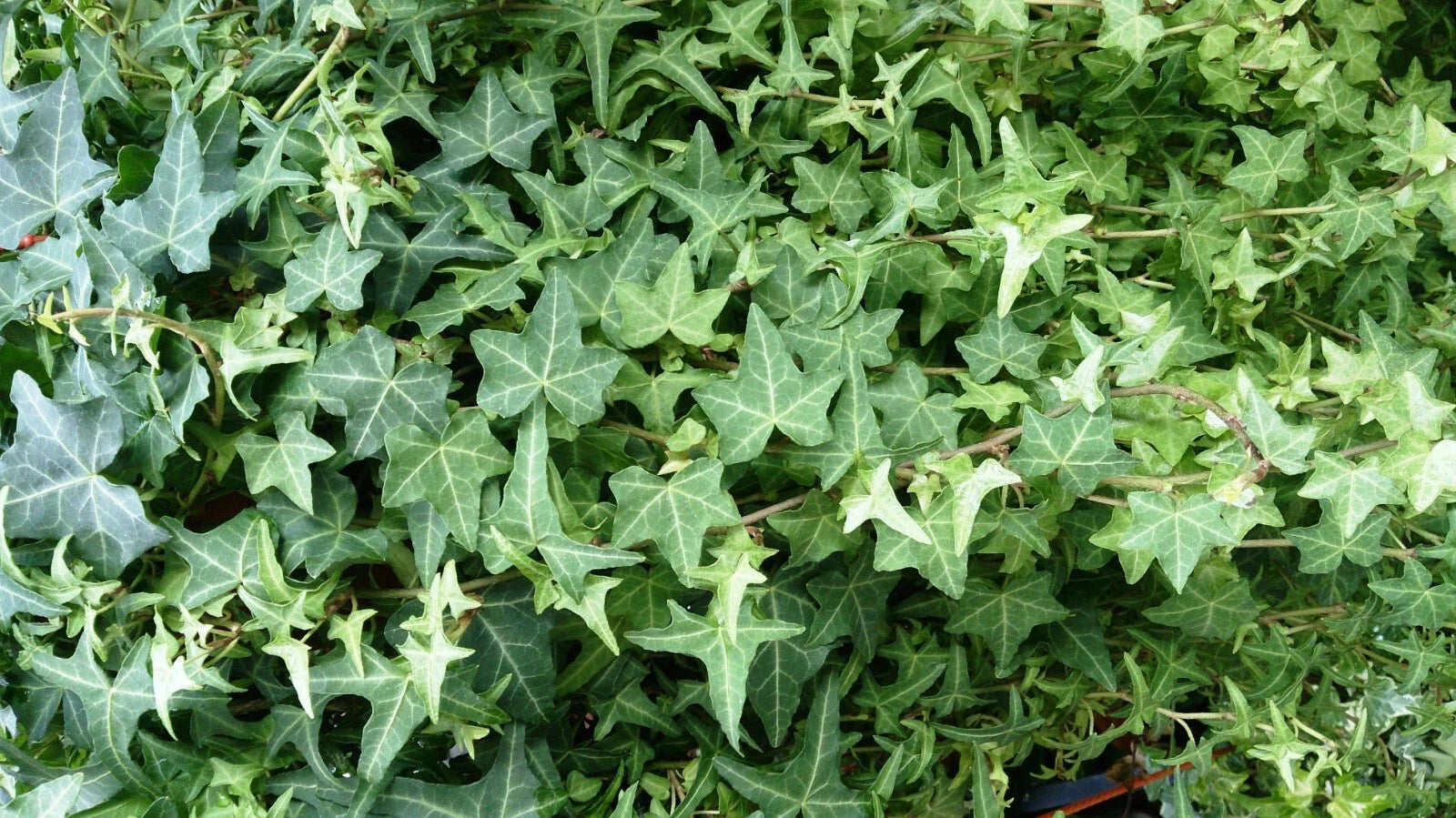 English Ivy Cuttings - 6 Inch Live Plant Cuttings