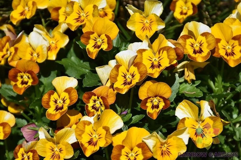 Corina Honeybee Pansy Seeds - 200+ Pack - Viola - Garden Flower Seeds - USA  Grown