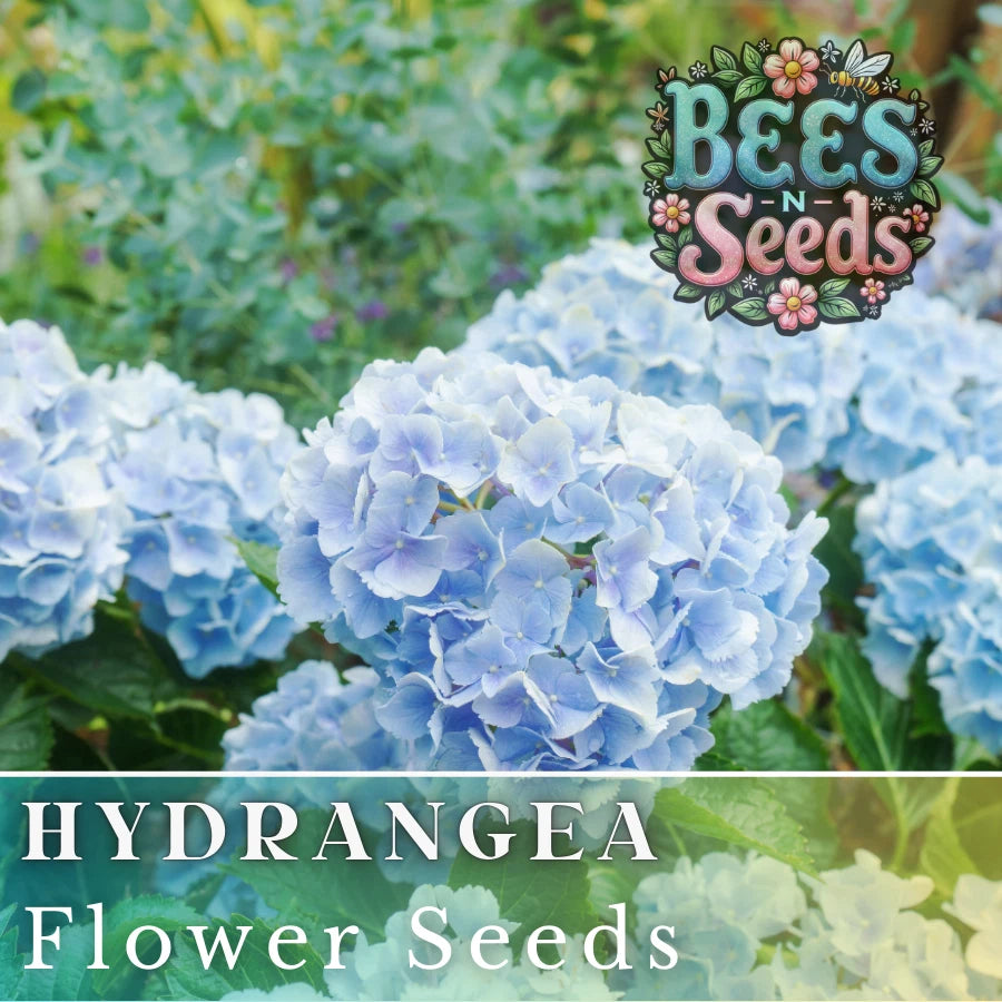 hydrangea seeds from flower Frostbite Hydrangea Seeds - 85 or 250 Non-GMO Flower Seeds