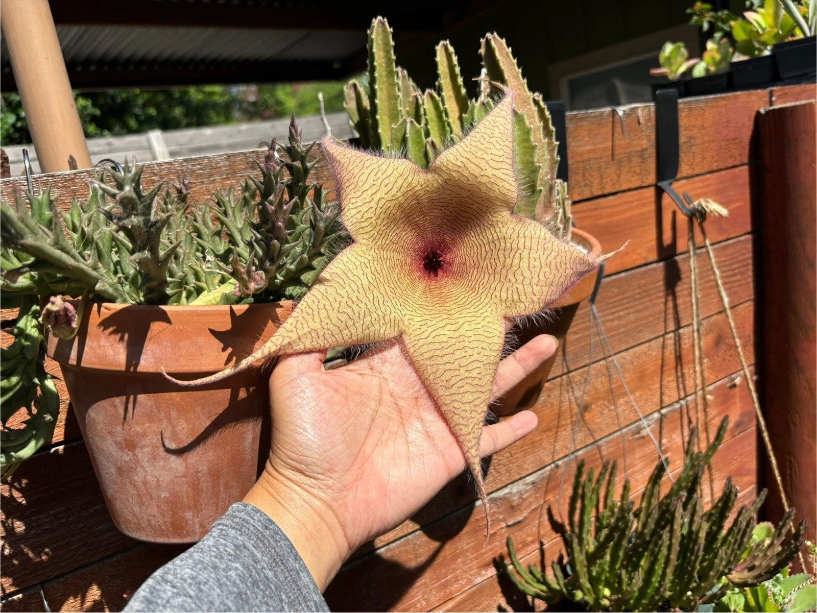 Giant Starfish Flower Plant - Live Rooted Stapelia gigantea