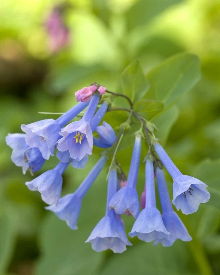 Blue Bells Bulbs | Bare-root | Mertensia virginica | Perennial Flowering Plant