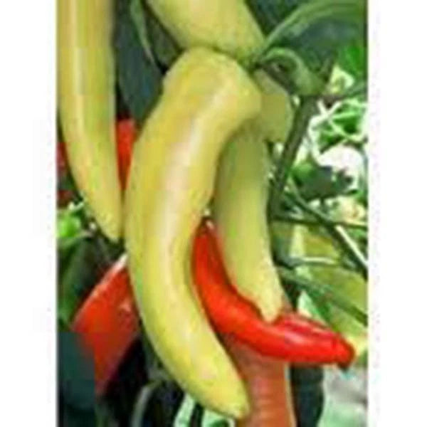 Sweet Hungarian Yellow Wax Pepper Seeds, Heirloom Non-GMO, 100 Seeds - Capsicum annuum