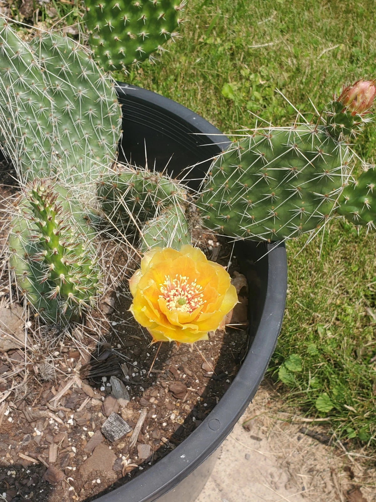 Cold Hardy Cactus Cuttings - Live Opuntia Cactus Plant