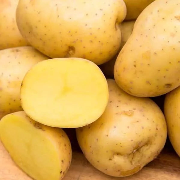 Yukon Gold Seed Potatoes 500G - USDA Certified, Planting Seeds for 2024, Quality Potato Variety