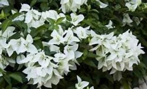 Bougainvillea Starter Plug Plant - Ms. Alice Variety - Well Rooted - Ships Bare Root - Bougainvillea spp.