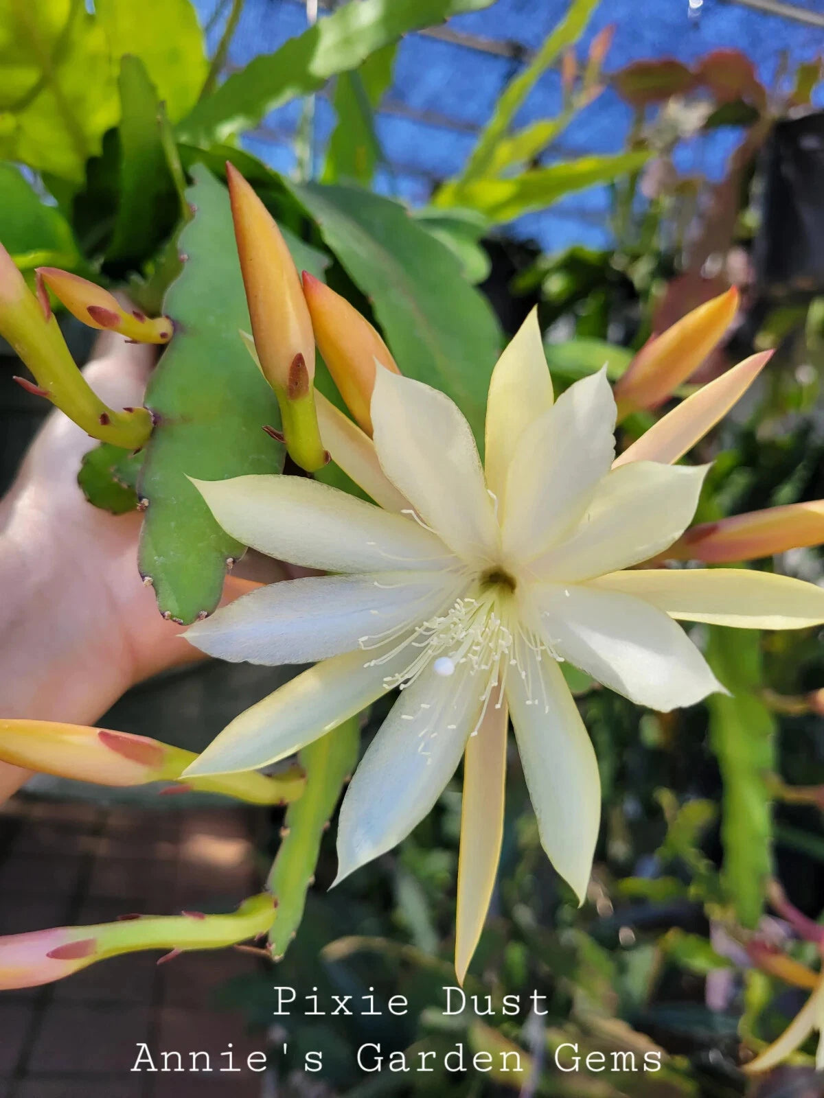 pixie plant succulent Epiphyllum Cuttings - 8 to 10 Inches - Pixie Dust Variety
