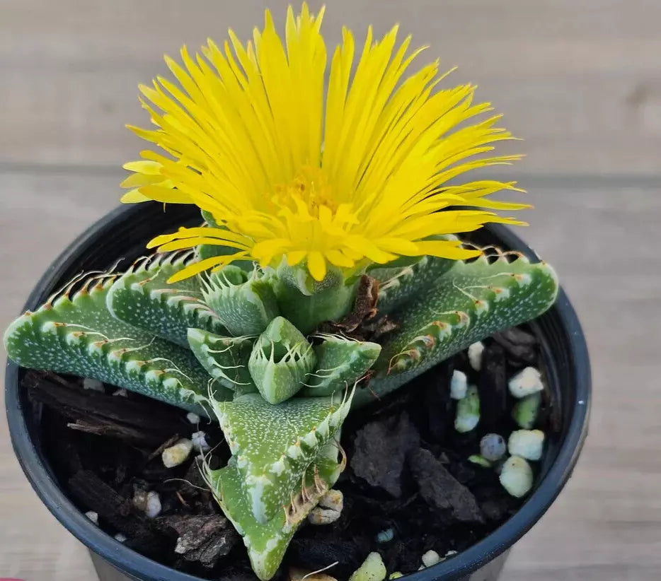 tiger jaws succulent flower Faucaria Tigrina Potted Plant - 4" Diameter - Rare Exotic Succulent