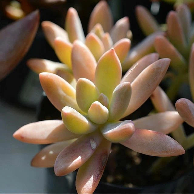 blue pearl succulent Potted Plant 3" Diameter Pachyveria "Blue Pearl" Succulent, Indoor/Out –  Jayme Garden