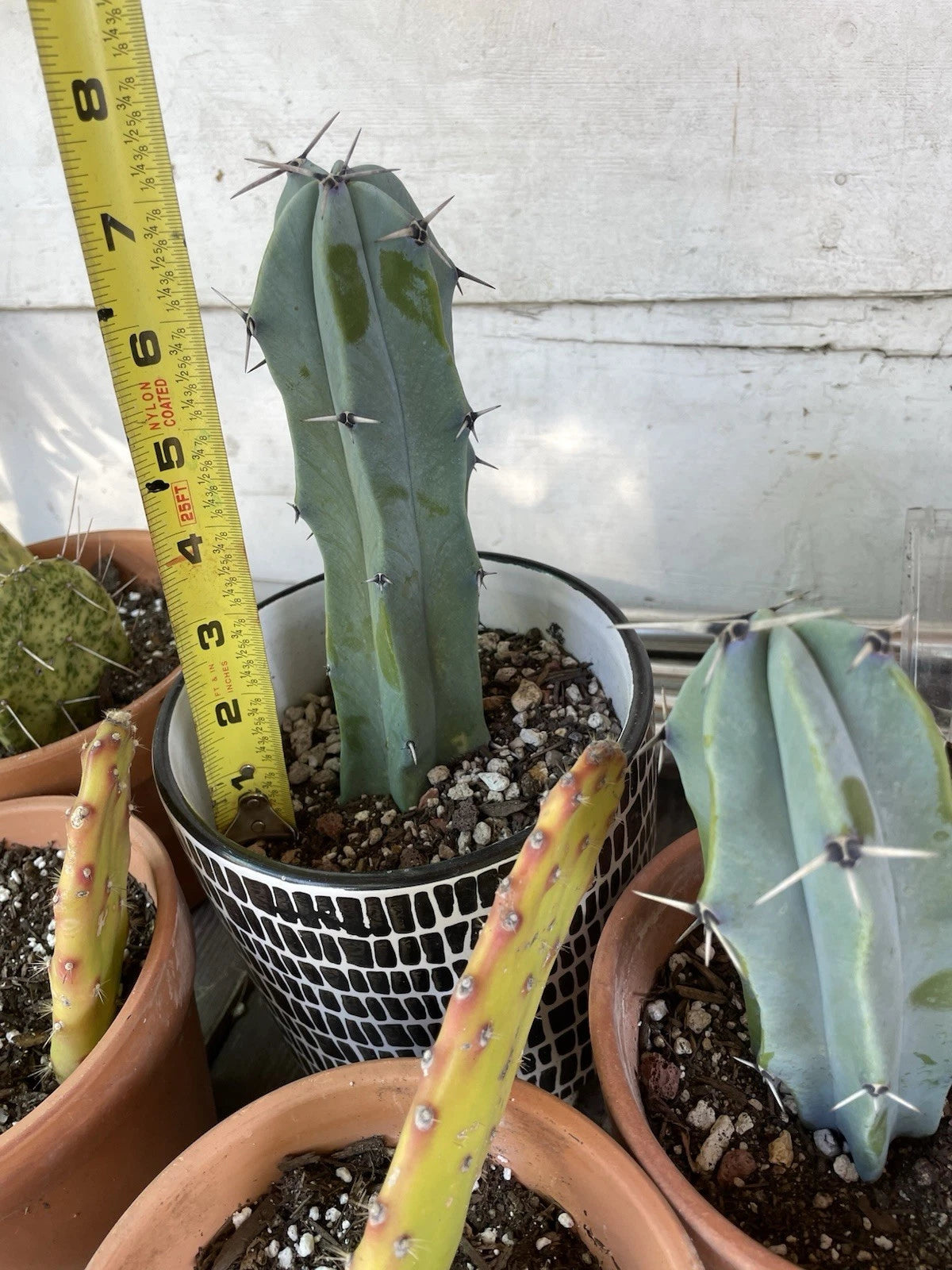 Blue Candle Cactus Cutting | Succulent Plant | Perennial | Echinocereus triglochidiatus
