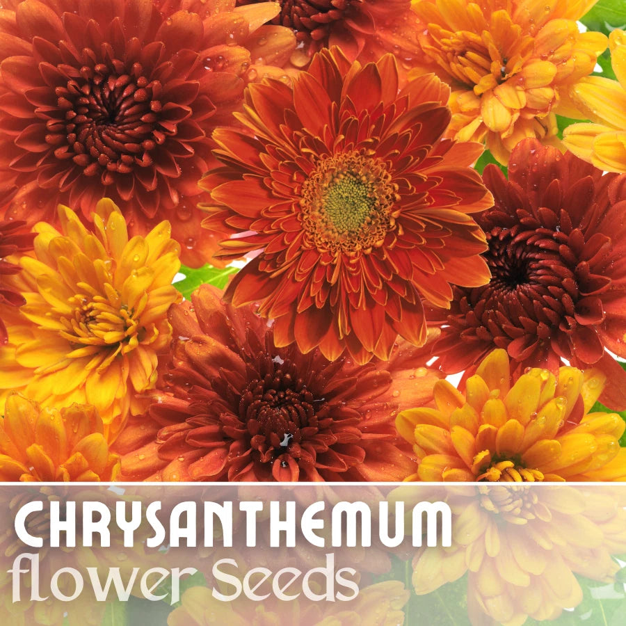 spider mum flower seeds Chrysanthemum Seeds - Golden Bouquet Mix - 200+ Flower Seeds - Mum Variety