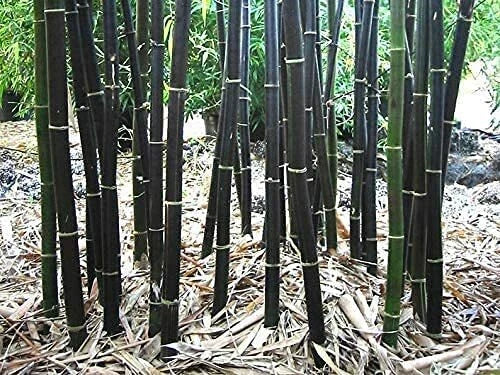 Black Bamboo Seeds - 150 Rare Seeds for Planting - Phyllostachys nigra