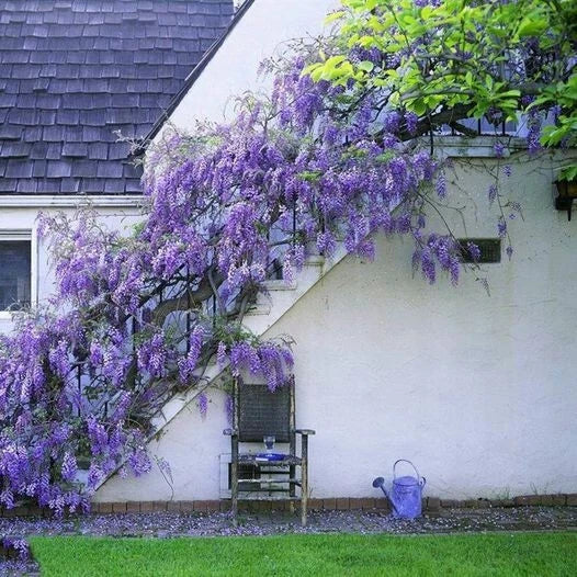 Japanese Wisteria Seeds - 10 Pack Purple Ornamental Climber Vine - Wisteria floribunda