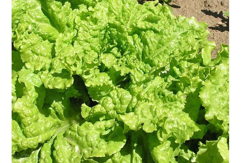 Black Seeded Simpson Lettuce Seeds - Fresh Organic Heirloom Seeds for Home Gardening - Lactuca sativa