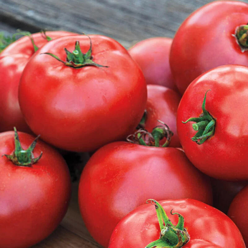 Ace 55 Tomato Seeds - Fresh Heirloom Seeds for Home Gardening - Solanum lycopersicum