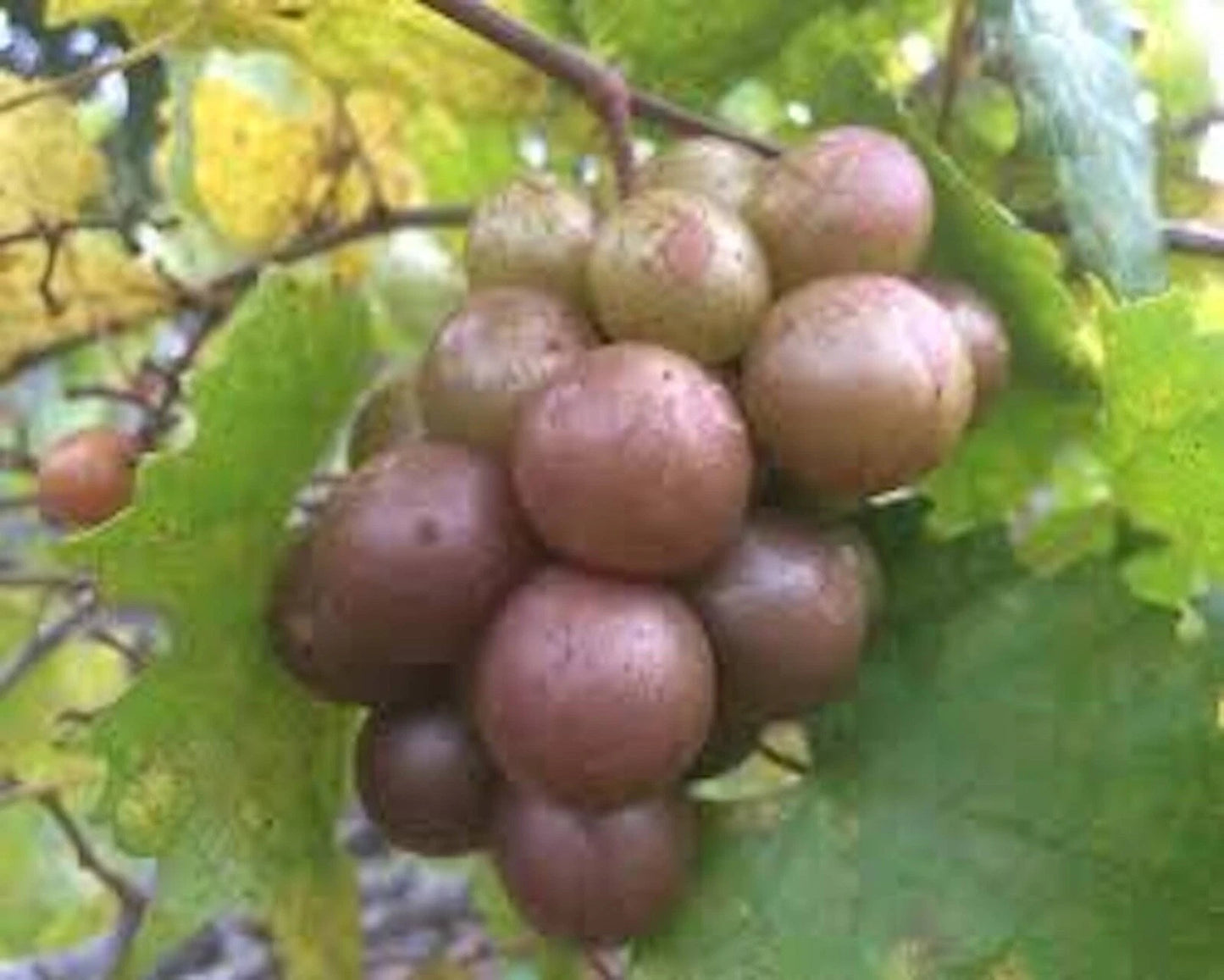 Muscadine Grape Plant Live, 10" Vitis rotundifolia 'Carlos', Sweet Bronze Grapes, Self-Fertile Edible Vine, Cold Tolerant