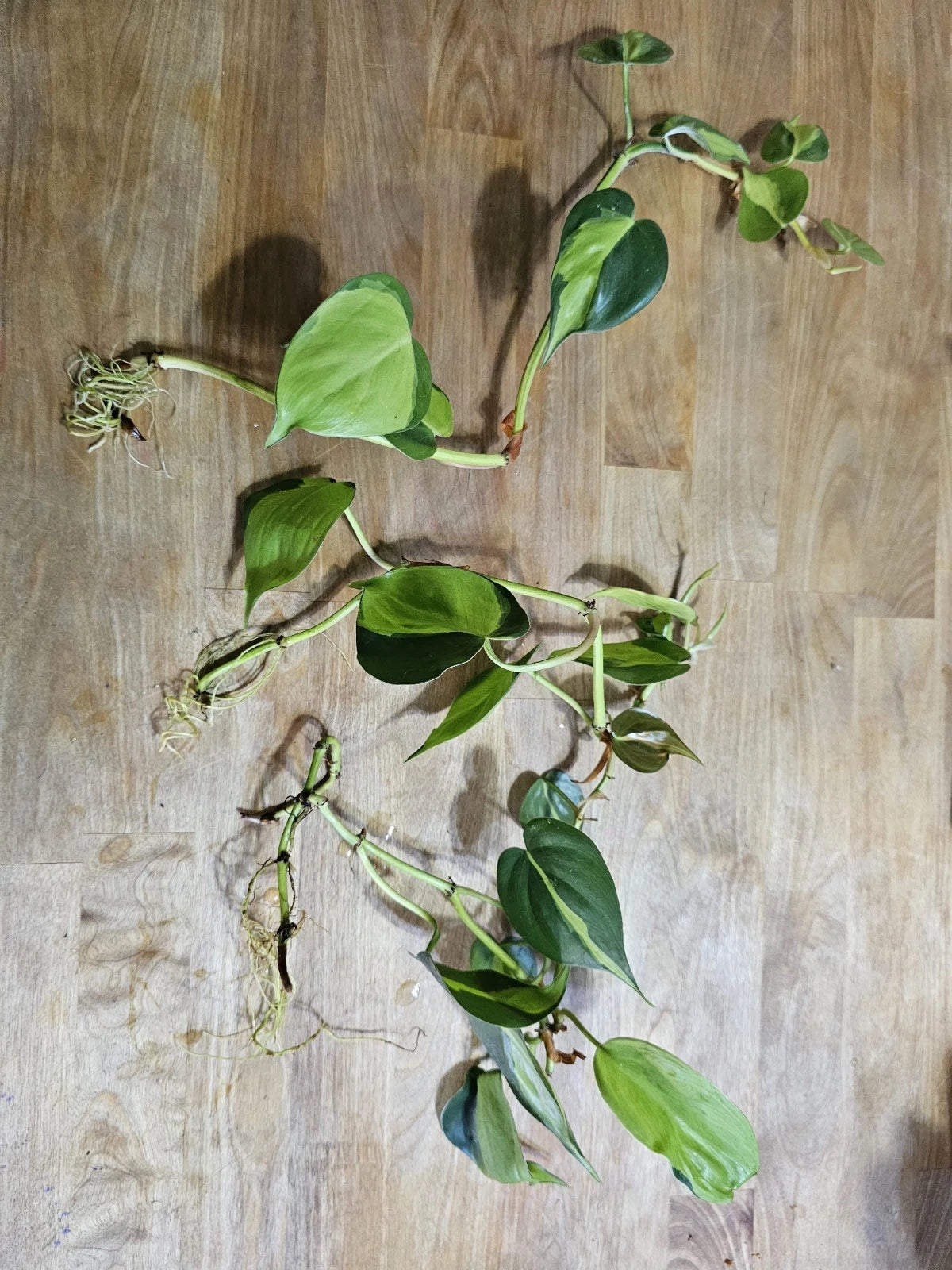 philodendron plant cuttings Philodendron Brazil Cuttings - Dark & Lime Green Variegated Leaves
