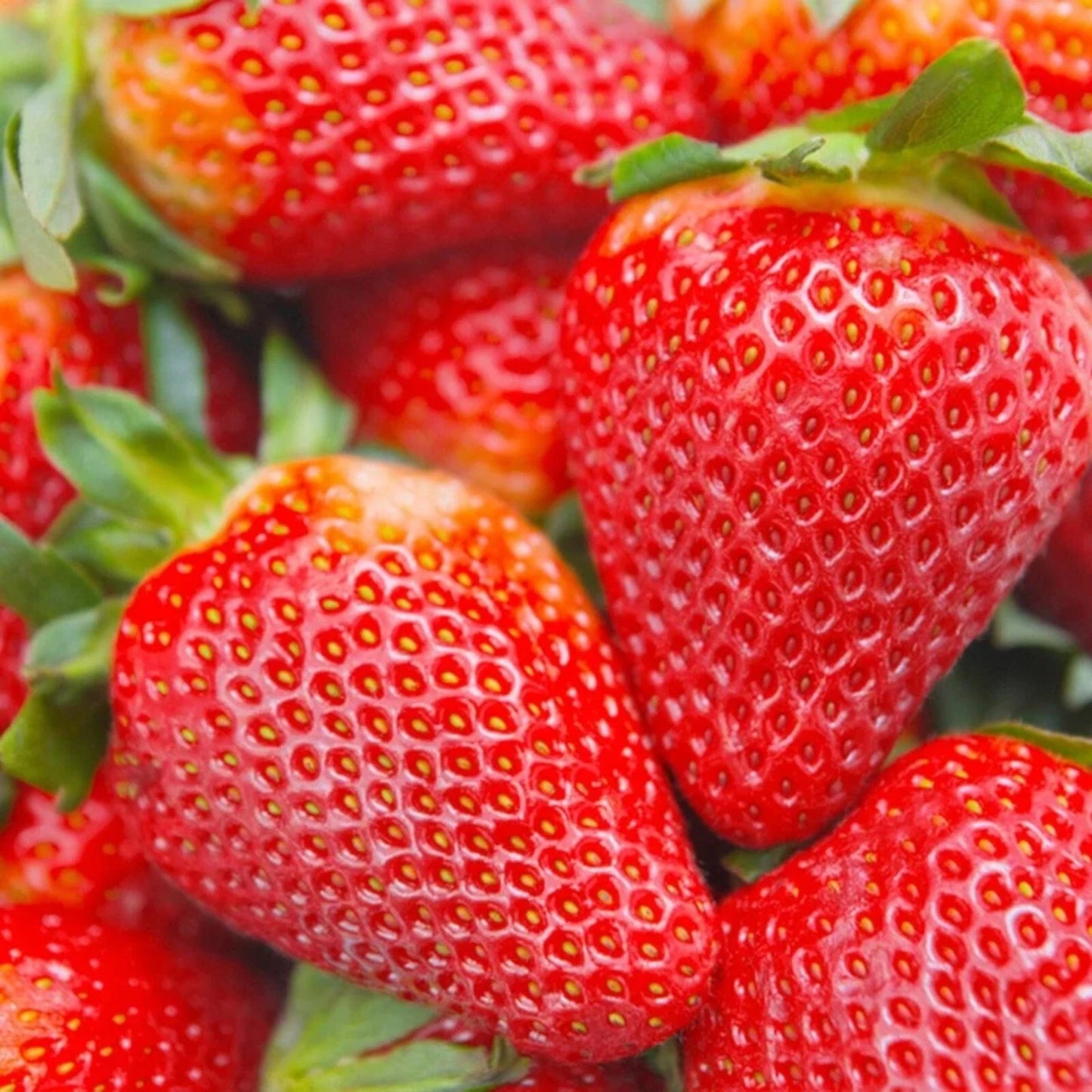 200 pcs Cream Strawberry Seeds - Hardy Perennial Herb for Fall & Spring Planting - Fragaria x ananassa