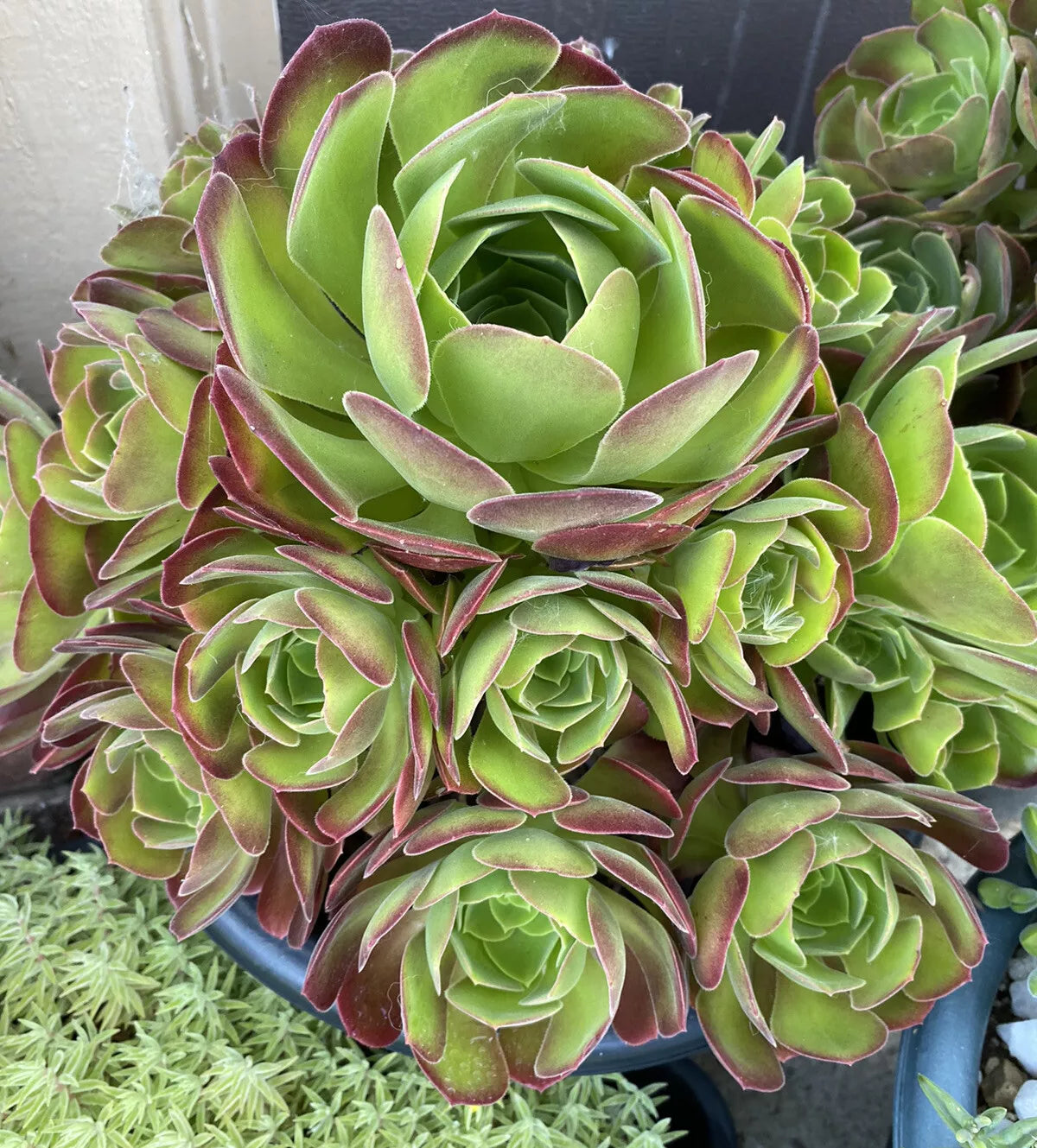 Aeonium Succulent Cutting - Large - Beautiful Variety - Aeonium arboreum