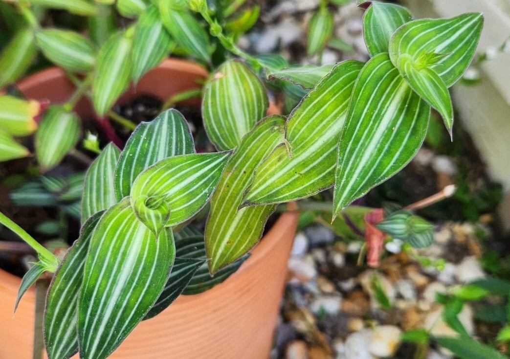jewel plant indoor Wandering Jewel Plant - Callisia Gentlei var. Elegans