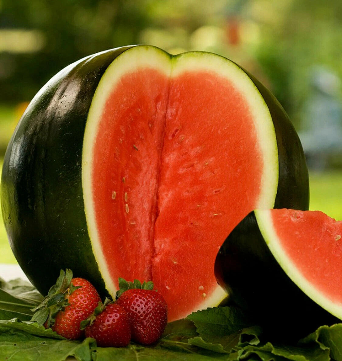 Sugar Baby Watermelon Seeds | Mini Icebox Melon | Personal Sized Fruit