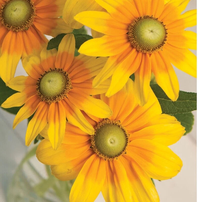 Irish Eyes Rudbeckia Seeds - 30 Fresh Seeds for 2025 - Green Eye Susan   Jayme Garden