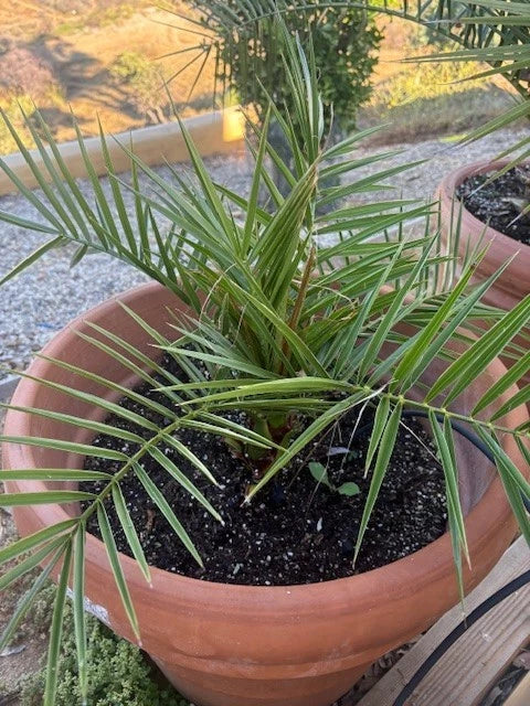Pineapple Palm Tree - Canary Date Palm - Phoenix Canariensis