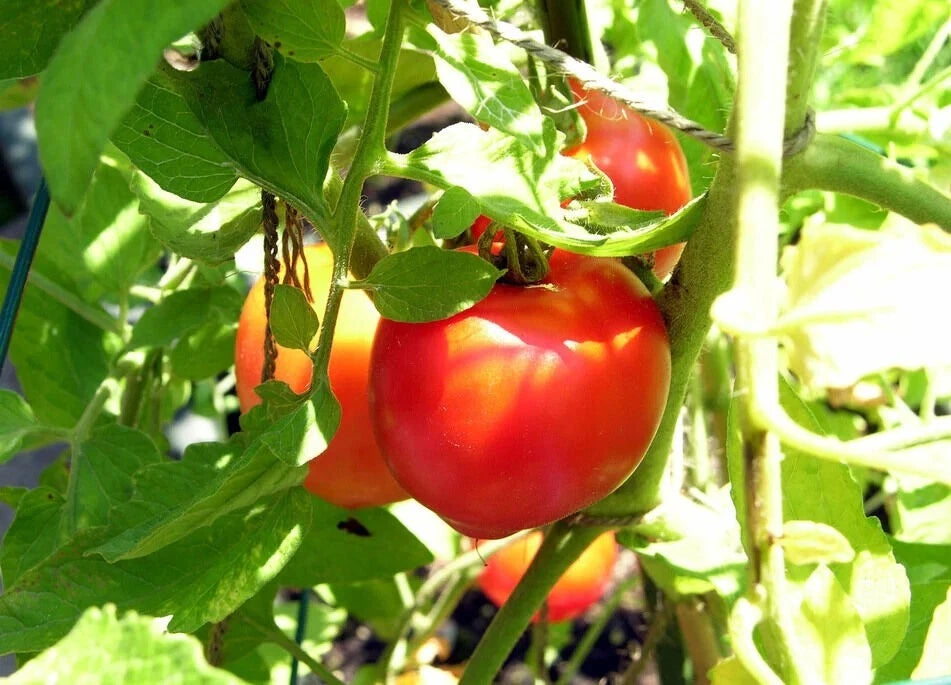 Creole Tomato Seeds