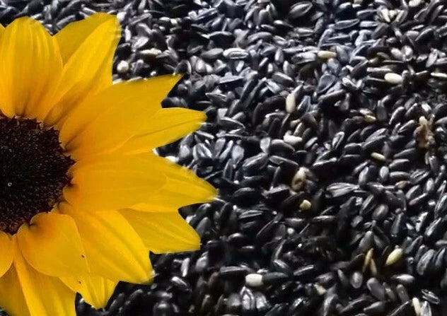 25+ Heirloom Black Oil Sunflower Seeds - Non-GMO - Fresh