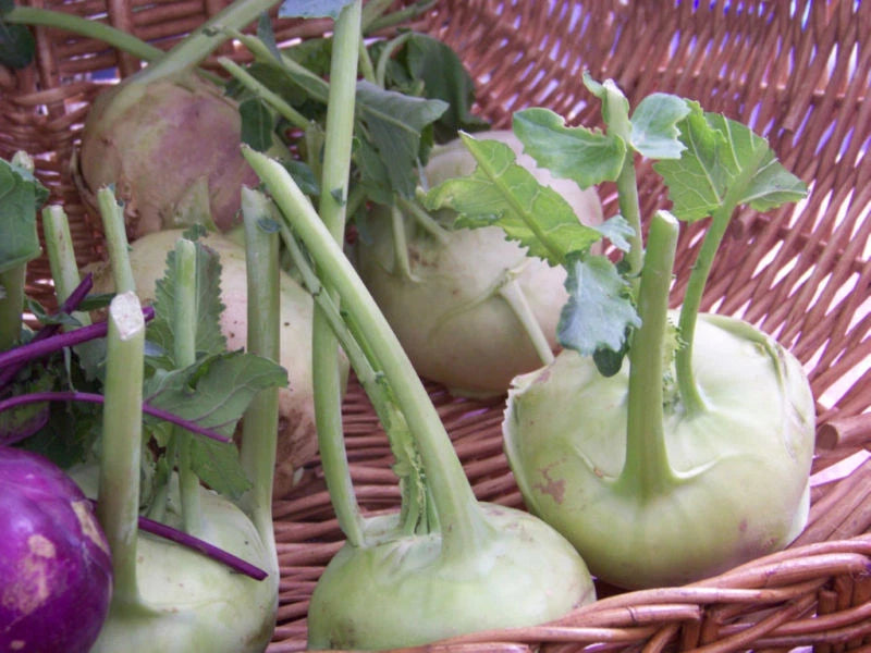 Kohlrabi Seeds - 400 Seeds - Early White Vienna - Brassica oleracea - GroCo USA - Buy 15, Free Shipping