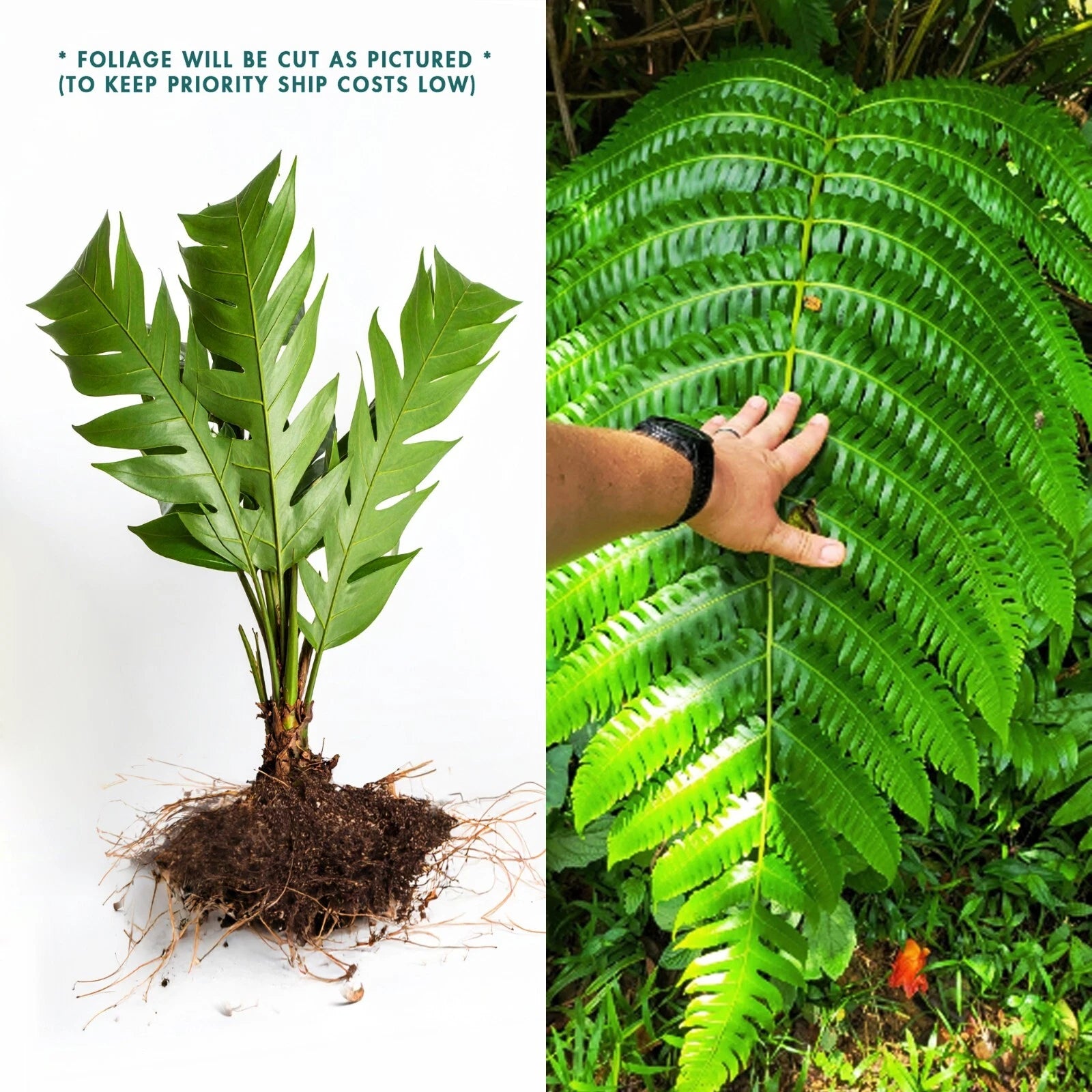 tall indoor fern plant LIVE Bare ROOT Cyathea Horrida Tree Fern - 1 ft Tall