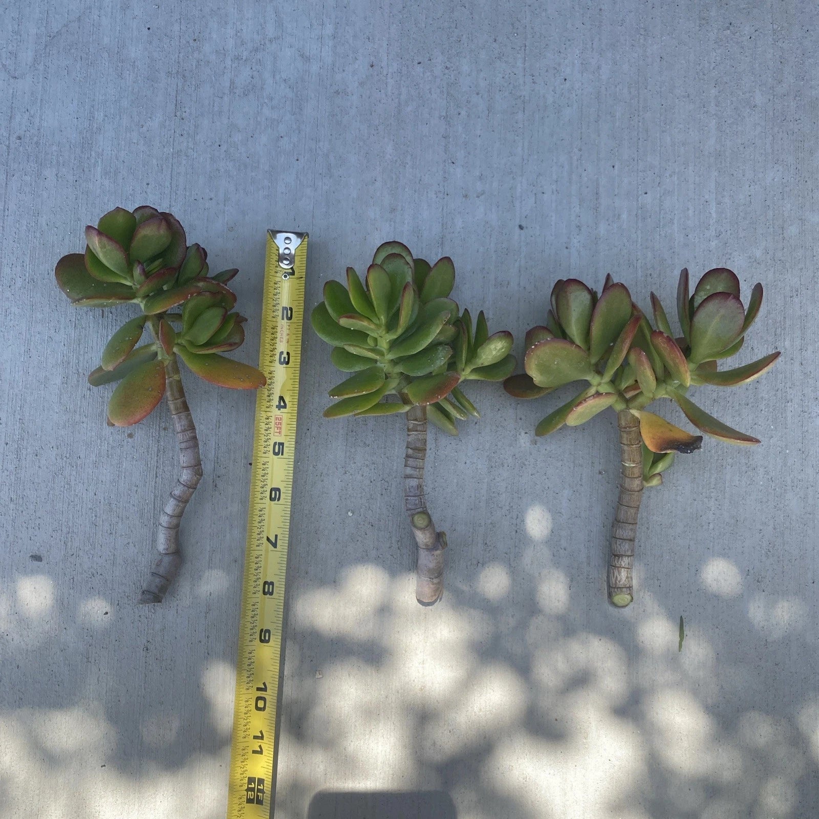 jade plant cuttings Jade Plant Cutting - Fresh Live Plant No Roots - Crassula ovata