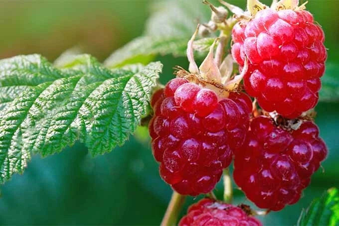 fruit seeds for home garden Raspberry Red Seeds, 30 Seeds, Organic, Rubus idaeus, Fruit Bush for H –  Jayme Garden