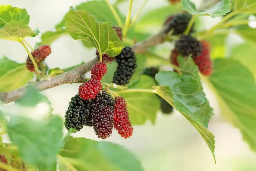 organic fruit seeds for planting Fruit Seeds for Planting - 100 Pack Assorted Varieties
